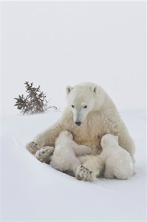 Polar bear (Ursus maritimus) and cubs, Wapusk National Park, Churchill, Hudson Bay, Manitoba, Canada, North America Photographie de stock - Rights-Managed, Code: 841-06808029