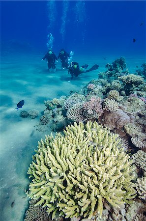 Coral reef and three scuba divers, Naama Bay, Sharm el-Shiekh, Red Sea, Egypt, North Africa, Africa Stock Photo - Rights-Managed, Code: 841-06808033