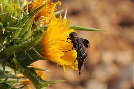 simsearch:841-06808086,k - Bee fly (Hemipenthes velutina) feeding from spiny sow thistle (Sonchus asper) flower in scrubland, Zadar province, Croatia, Europe Stock Photo - Rights-Managed, Code: 841-06808076