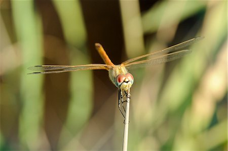 Female red-winged darter dragonfly (Sympetrum fonscolombii) female, clasping spiky stem of Juncus rush, Lesbos (Lesvos), Greece, Europe Stockbilder - Lizenzpflichtiges, Bildnummer: 841-06808088