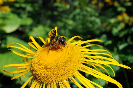 simsearch:841-06808086,k - Leafcutter bee (Megachile sp.) feeding from flowerhead of heartleaf oxeye (giant oxeye daisy) (Telekia speciosa), Slovenia, Europe Stock Photo - Rights-Managed, Code: 841-06808082