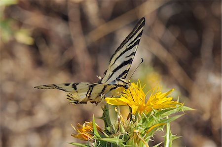 simsearch:841-06808086,k - Scarce swallowtail butterfly (Iphiclides podalirius) feeding from spiny sow thistle (Sonchus asper), Zadar province, Croatia, Europe Stock Photo - Rights-Managed, Code: 841-06808090