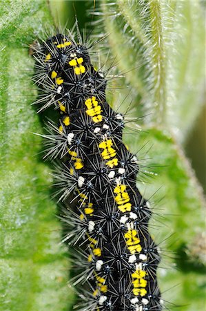 simsearch:841-07080495,k - Scarlet tiger moth caterpillar (Callimorpha dominula) feeding on common comfrey leaf (Symphytum officinale), Wiltshire, England, United Kingdom, Europe Photographie de stock - Rights-Managed, Code: 841-06808091