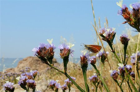 simsearch:841-06808086,k - Small skipper (Thymelicus sylvestris) feeding from Winged sea lavender (Limonium sinuatum) flower, Lesbos (Lesvos), Greek Islands, Greece, Europe Stock Photo - Rights-Managed, Code: 841-06808092