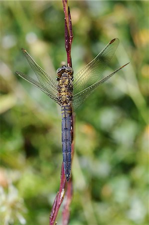 Young male keeled skimmer dragonfly (Orthetrum coerulescens), resting on plant stem, Lesbos (Lesvos), Greece, Europe Stockbilder - Lizenzpflichtiges, Bildnummer: 841-06808093