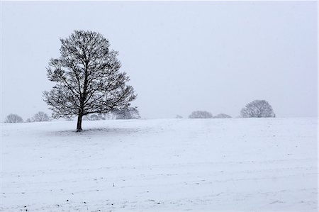 Snowy landscape with trees, Broadwell, Gloucestershire, Cotswolds, England, United Kingdom, Europe Foto de stock - Con derechos protegidos, Código: 841-07084109