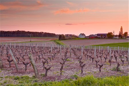 A house sits amongst the vineyards near to the town of Blere, Indre-et-Loire, Centre, France, Europe Photographie de stock - Rights-Managed, Code: 841-07084287