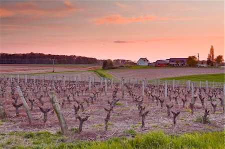 france vineyard - A house sits amongst the vineyards near to the town of Blere, Indre-et-Loire, Centre, France, Europe Photographie de stock - Rights-Managed, Code: 841-07084287