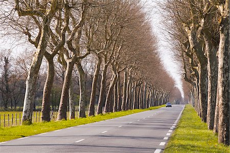 A tree lined road in the Sarthe area, Pays de la Loire, France, Europe Photographie de stock - Rights-Managed, Code: 841-07084288