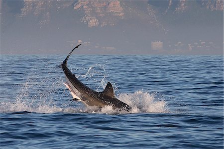 Great white shark (Carcharodon carcharias), Seal Island, False Bay, Simonstown, Western Cape, South Africa, Africa Foto de stock - Con derechos protegidos, Código: 841-07084365