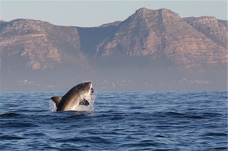 sea fish - Great white shark (Carcharodon carcharias), Seal Island, False Bay, Simonstown, Western Cape, South Africa, Africa Stock Photo - Rights-Managed, Code: 841-07084366