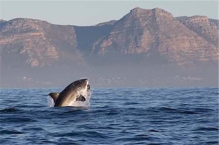 simsearch:649-08745499,k - Great white shark (Carcharodon carcharias), Seal Island, False Bay, Simonstown, Western Cape, South Africa, Africa Foto de stock - Con derechos protegidos, Código: 841-07084366