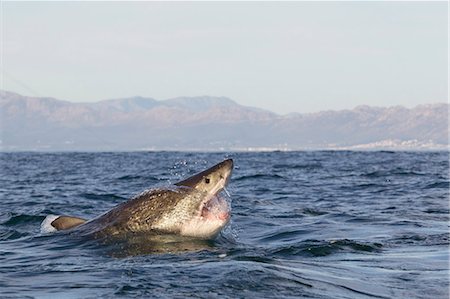 simsearch:649-08745499,k - Great white shark (Carcharodon carcharias), Seal Island, False Bay, Simonstown, Western Cape, South Africa, Africa Foto de stock - Con derechos protegidos, Código: 841-07084368