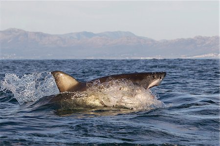 simsearch:649-08745499,k - Great white shark (Carcharodon carcharias), Seal Island, False Bay, Simonstown, Western Cape, South Africa, Africa Foto de stock - Con derechos protegidos, Código: 841-07084369