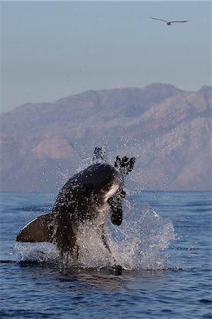 simsearch:841-08357636,k - Great white shark (Carcharodon carcharias), Seal Island, False Bay, Simonstown, Western Cape, South Africa, Africa Photographie de stock - Rights-Managed, Code: 841-07084376