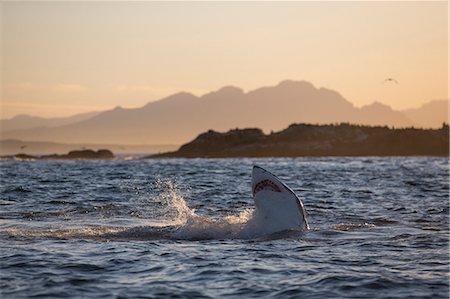 Great white shark (Carcharodon carcharias), Seal Island, False Bay, Simonstown, Western Cape, South Africa, Africa Photographie de stock - Rights-Managed, Code: 841-07084379