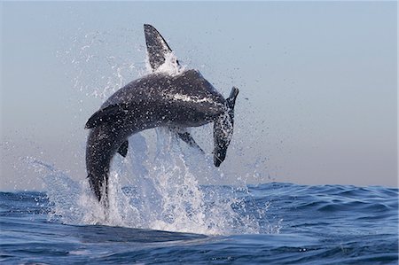 pegadas - Great white shark (Carcharodon carcharias), Seal Island, False Bay, Simonstown, Western Cape, South Africa, Africa Foto de stock - Direito Controlado, Número: 841-07084373