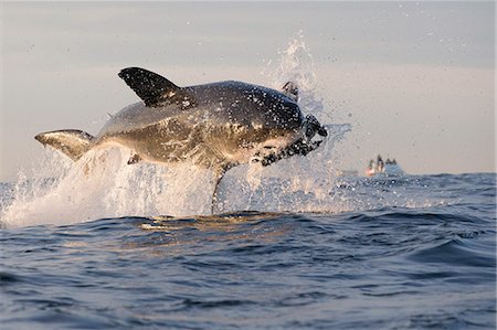 sharks in water - Great white shark (Carcharodon carcharias), Seal Island, False Bay, Simonstown, Western Cape, South Africa, Africa Stock Photo - Rights-Managed, Code: 841-07084384