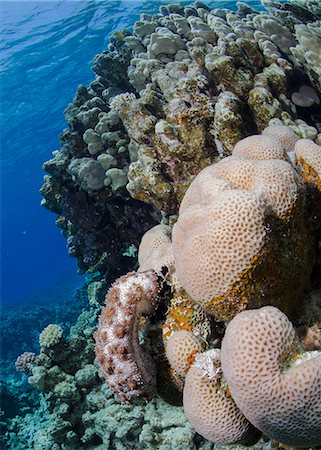 simsearch:851-02959622,k - Blackmouth sea cucumber (Pearsonothuria graeffei) on coral reef, Ras Mohammed National Park, Sharm Eel-Sheikh, Red Sea, Egypt, North Africa, Africa Photographie de stock - Rights-Managed, Code: 841-07084407