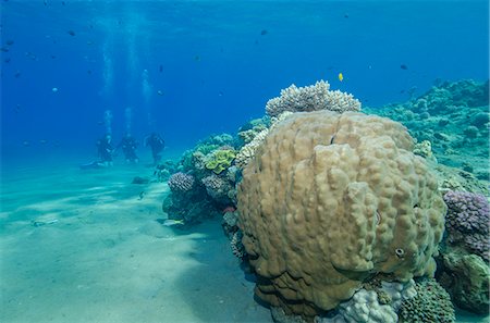 red sea reef africa - Coral reef and three scuba divers, Naama Bay, Sharm el-Sheikh, Red Sea, Egypt, North Africa, Africa Stock Photo - Rights-Managed, Code: 841-07084400