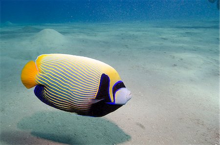 Emperor angelfish (Pomacanthus imperator) close to sandy seabed, Naama Bay, Sharm el-Sheikh, Red Sea, Egypt, North Africa, Africa Stock Photo - Rights-Managed, Code: 841-07084401