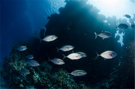 fishes school - Yellow-dotted trevally (Carangoides fulvoguttatus) shoal, Ras Mohammed National Park, Red Sea, Egypt, North Africa, Africa Stock Photo - Rights-Managed, Code: 841-07084414