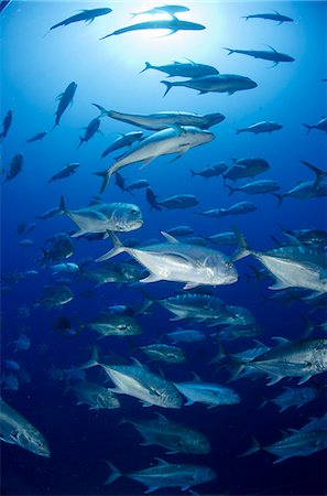 Giant trevally (Caranx ignobilis) shoal schooling, Ras Mohammed National Park, Red Sea, Egypt, North Africa, Africa Photographie de stock - Rights-Managed, Code: 841-07084417