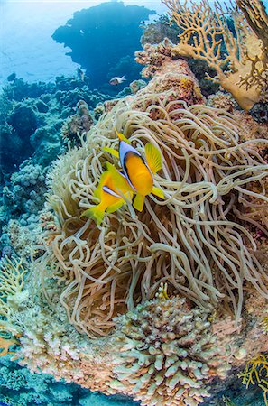 simsearch:841-07084405,k - Red sea anemone fish (amphiprion bicinctus) and Stichodactyla haddoni, Ras Mohammed National Park, Red Sea, Egypt, North Africa, Africa Photographie de stock - Rights-Managed, Code: 841-07084411