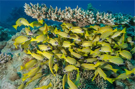 sinai - School of blue striped snapper (Lutjanus kasmira) underneath table coral, Naama Bay, off Sharm el-Sheikh, Sinai, Red Sea, Egypt, North Africa, Africa Foto de stock - Con derechos protegidos, Código: 841-07084429