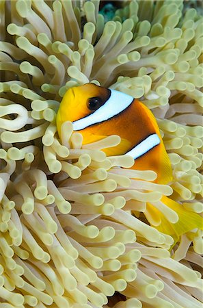 sinai - Red sea anemone fish (Amphiprion bicinctus) and magnificent anemone, (Heteractis magnifica), Ras Mohammed National Park, off Sharm el-Sheikh, Sinai, Red Sea, Egypt, North Africa, Africa Photographie de stock - Rights-Managed, Code: 841-07084435