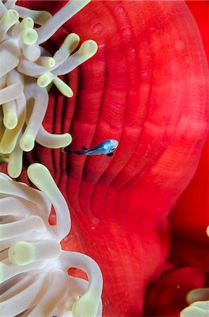 egypt - Three-spot damsel fish (Dascyllus trimaculatus), magnificent anemone (Heteractis magnifica) close-up, Ras Mohammed National Park, off Sharm el-Sheikh, Sinai, Red Sea, Egypt, North Africa, Africa Stock Photo - Rights-Managed, Code: 841-07084438