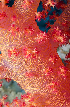 Pink Soft Broccoli coral (Dendronephthya hemprichi), Macro of stem and branches, Ras Mohammed National Park, off Sharm el Sheikh, Sinai, Egypt, Red Sea, Egypt, North Africa, Africa Stock Photo - Rights-Managed, Code: 841-07084444