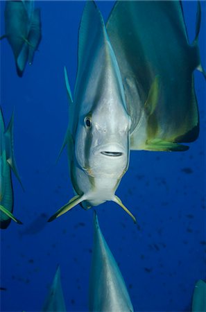 picture of fish or fishes in the ocean - Orbicular batfish (Platax orbicularis) close-up, Ras Mohammed National Park, off Sharm el-Sheikh, Sinai, Red Sea, Egypt, North Africa, Africa Stock Photo - Rights-Managed, Code: 841-07084456