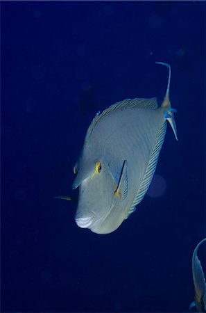 simsearch:841-07084440,k - Bluespine unicorn fish (Naso unicornis) close-up, Ras Mohammed National Park, off Sharm el-Sheikh, Sinai, Red Sea, Egypt, North Africa, Africa Photographie de stock - Rights-Managed, Code: 841-07084452