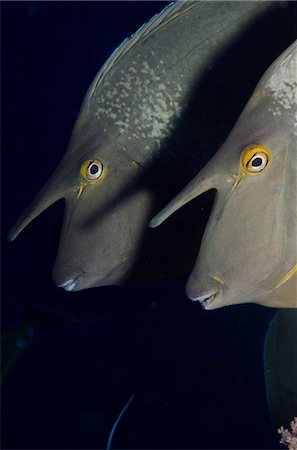 fish undersea - Bluespine unicorn fish (Naso unicornis) close-up, Ras Mohammed National Park, off Sharm el-Sheikh, Sinai, Red Sea, Egypt, North Africa, Africa Stock Photo - Rights-Managed, Code: 841-07084453