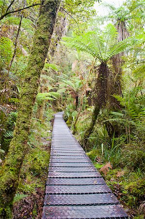 simsearch:841-03674237,k - Forest walkway surrounding Lake Matheson, Westland National Park, UNESCO World Heritage Site, South Island, New Zealand, Pacific Foto de stock - Con derechos protegidos, Código: 841-07080595