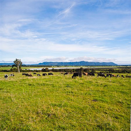 side view cows - Herd of cows on farmland on the West Coast, South Island, New Zealand, Pacific Stock Photo - Rights-Managed, Code: 841-07080613