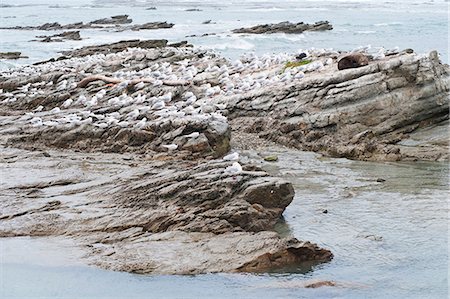 Fur seals surrounded by seagulls at Kaikoura, Canterbury Region, South Island, New Zealand, Pacific Stock Photo - Rights-Managed, Code: 841-07080628