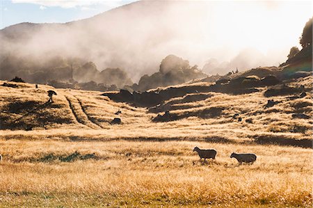 Canaan Downs Scenic Reserve at sunrise, Abel Tasman National Park, South Island, New Zealand, Pacific Stock Photo - Rights-Managed, Code: 841-07080629