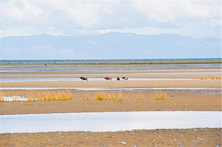 simsearch:841-07080637,k - Birds and mountains at Farewell Spit, Golden Bay, South Island, New Zealand Photographie de stock - Rights-Managed, Code: 841-07080637