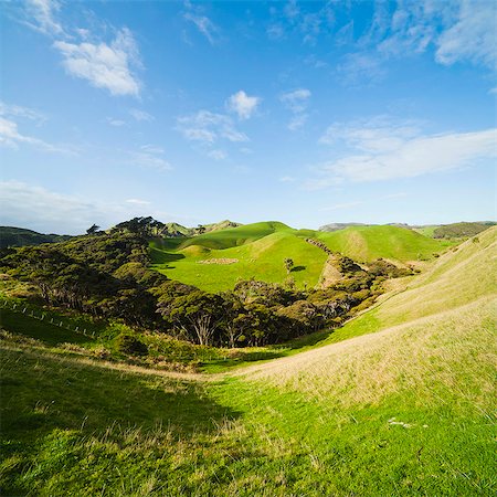 Countryside on the walk to Wharariki Beach, Wharariki, Golden Bay, Tasman Region, South Island, New Zealand, Pacific Photographie de stock - Rights-Managed, Code: 841-07080639