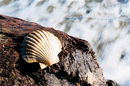 Shell on Pohara Beach, Golden Bay, South Island, New Zealand, Pacific Stockbilder - Lizenzpflichtiges, Bildnummer: 841-07080641