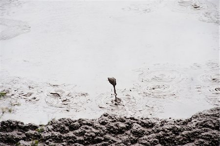 Bubbling mud pool at Te Puia Springs, Rotorua, North Island, New Zealand, Pacific Photographie de stock - Rights-Managed, Code: 841-07080657