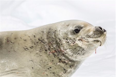 simsearch:6119-07734905,k - Female crabeater seal (Lobodon carcinophaga), Cuverville Island, near the Antarctic Peninsula, Southern Ocean, Polar Regions Foto de stock - Con derechos protegidos, Código: 841-07080720