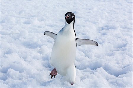 penguin on ice - Adelie penguin (Pygoscelis adeliae), Torgersen Island, Antarctic Peninsula, Antarctica, Polar Regions Stock Photo - Rights-Managed, Code: 841-07080734