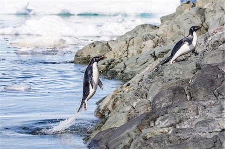 simsearch:841-07080785,k - Adelie penguins (Pygoscelis adeliae), Yalour Islands, Antarctic Peninsula, Antarctica, Polar Regions Stock Photo - Rights-Managed, Code: 841-07080732