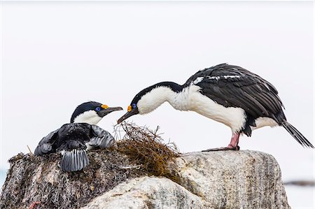 Adult Antarctic shags (Phalacrocorax (atriceps) bransfieldensis), breeding colony on Jougla Point, Weincke Island, Antarctica, Polar Regions Stock Photo - Rights-Managed, Code: 841-07080741