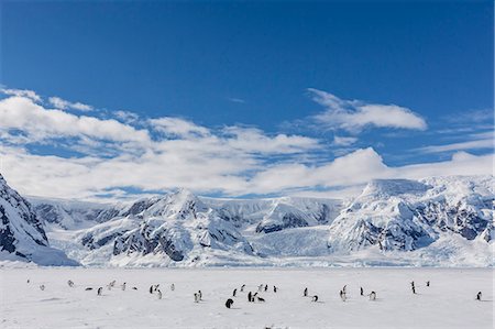 penguin on mountain - Adult gentoo penguins (Pygoscelis papua) in the Enterprise Islands, Antarctica, Southern Ocean, Polar Regions Photographie de stock - Rights-Managed, Code: 841-07080759