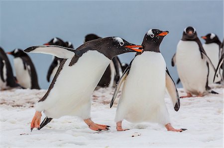 Adult gentoo penguins (Pygoscelis papua) aggression, Neko Harbor, Antarctica, Southern Ocean, Polar Regions Photographie de stock - Rights-Managed, Code: 841-07080750