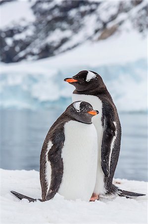 simsearch:841-07204295,k - Adult gentoo penguins (Pygoscelis papua), Neko Harbor, Antarctica, Southern Ocean, Polar Regions Photographie de stock - Rights-Managed, Code: 841-07080751